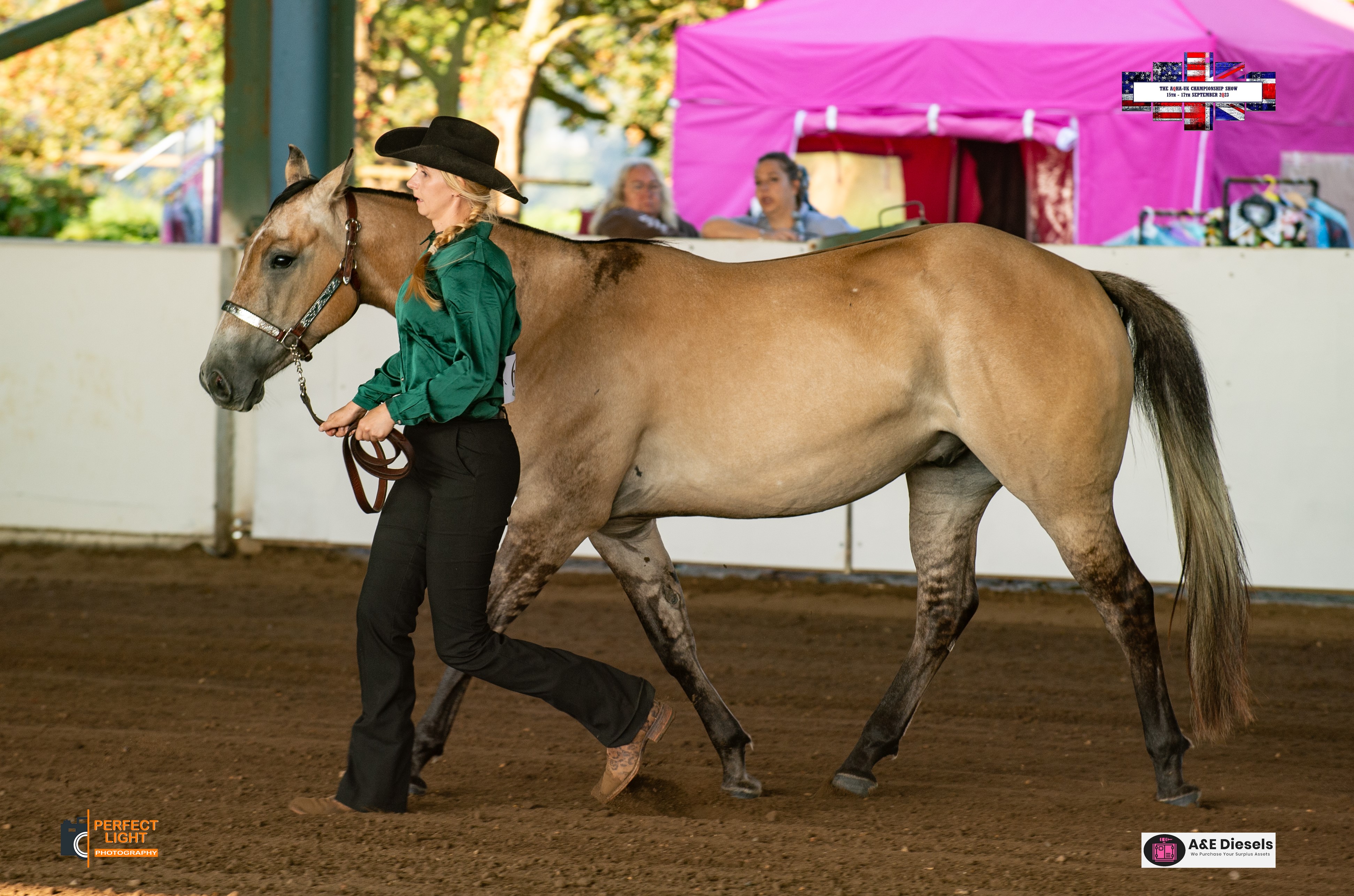 Brown Horse