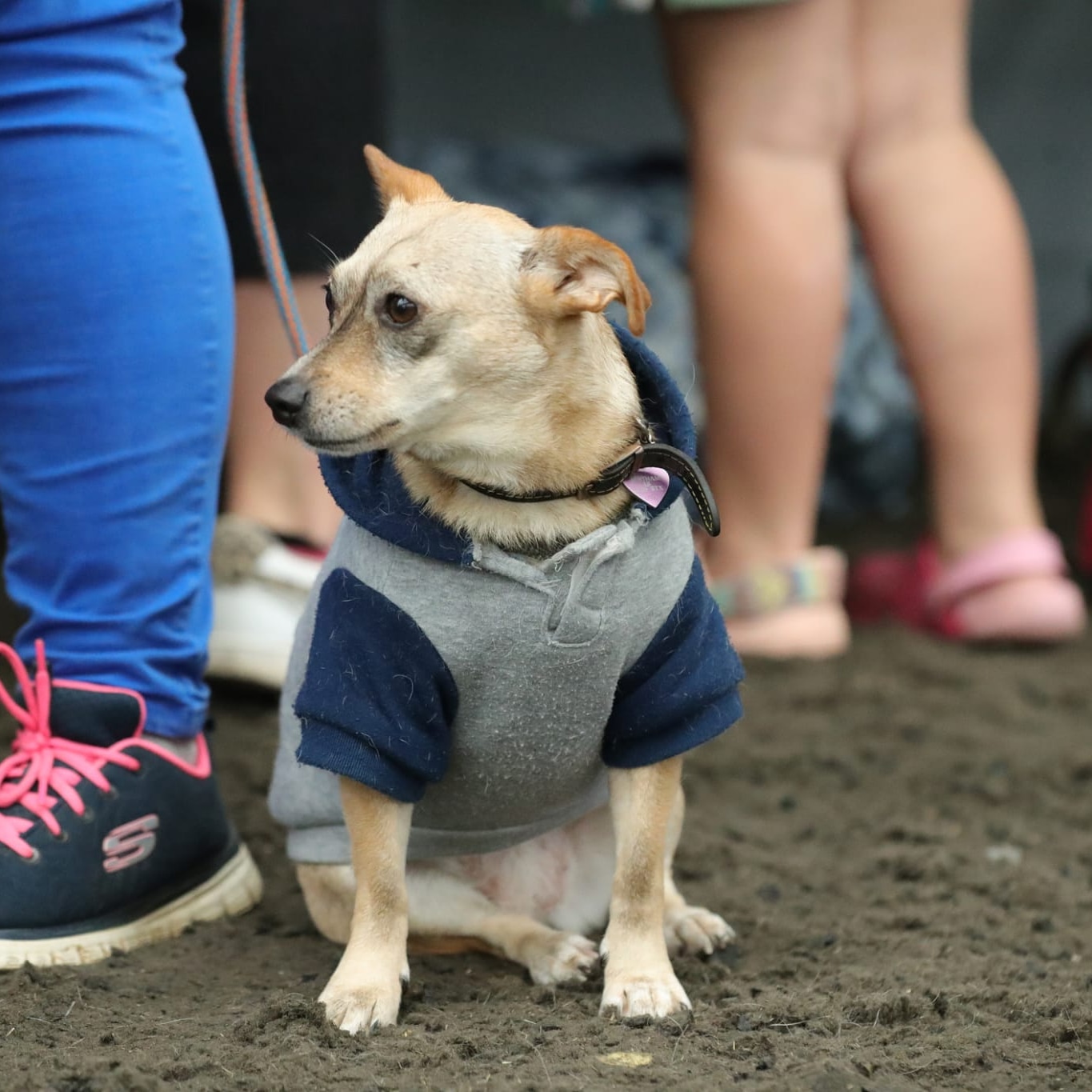 Dog in coat