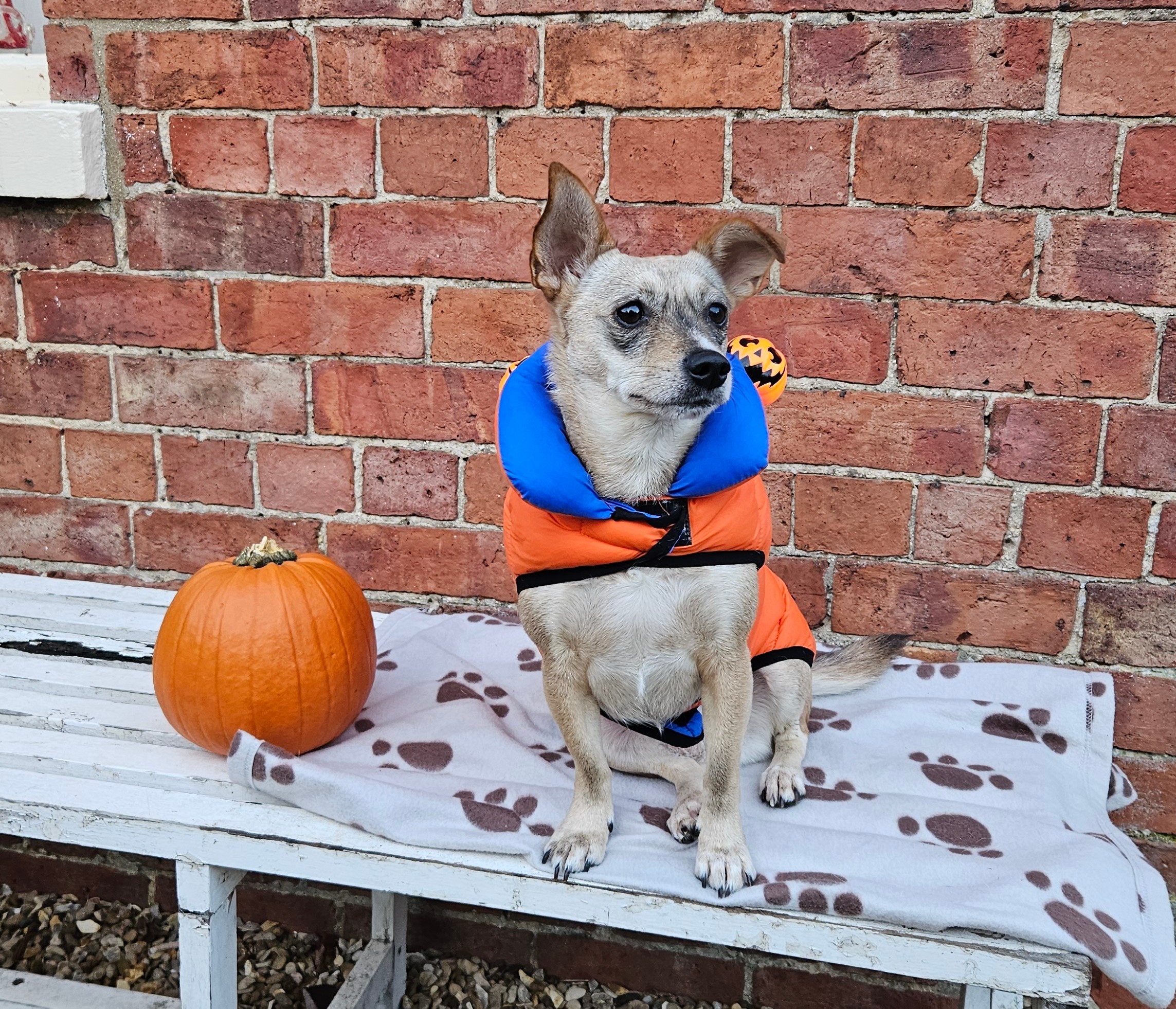 Dog in costume