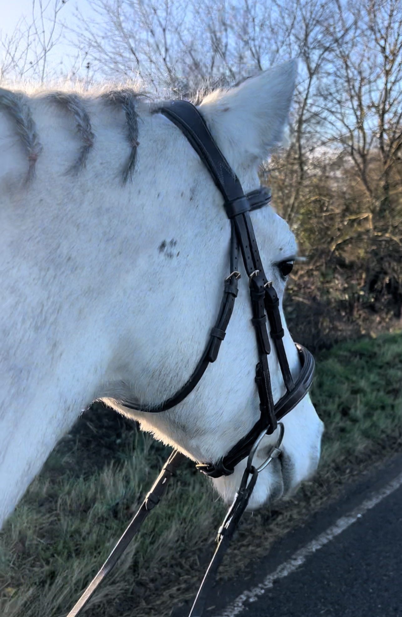 White horse