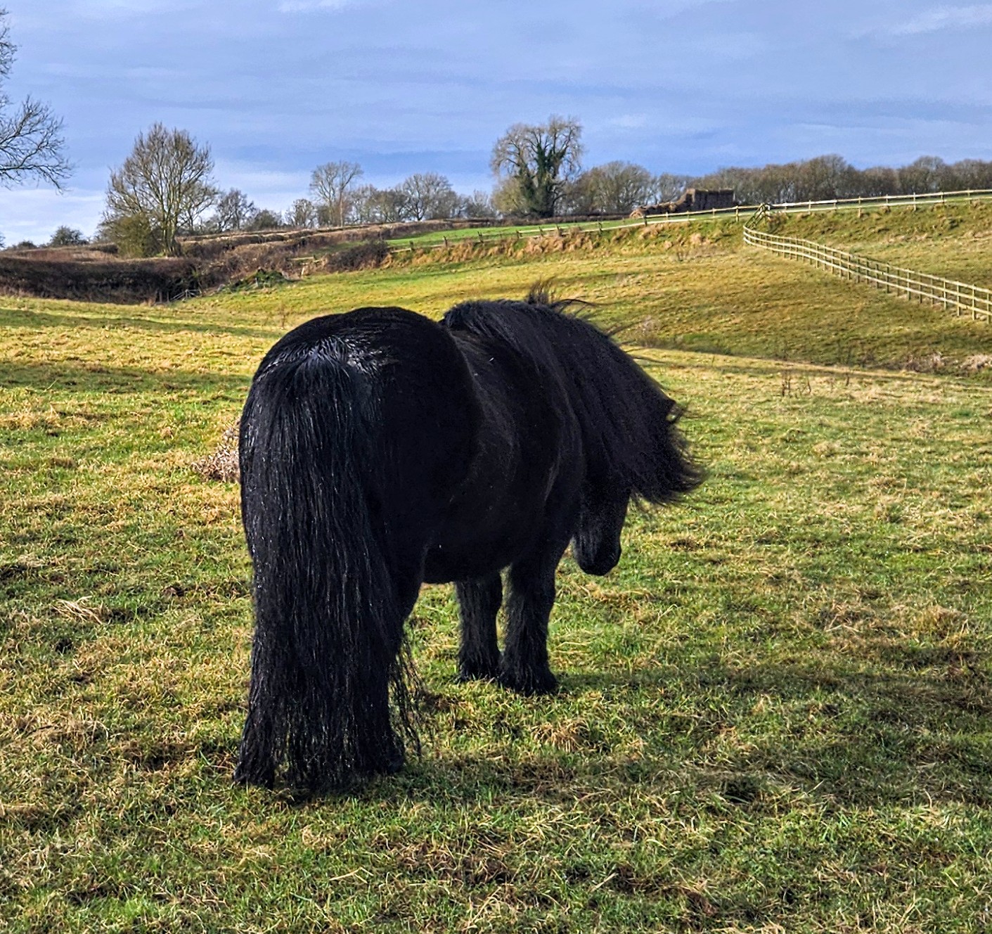 The Not-So-Secret Diary of Diva the Shetland Pony - Time for a Pamper Day