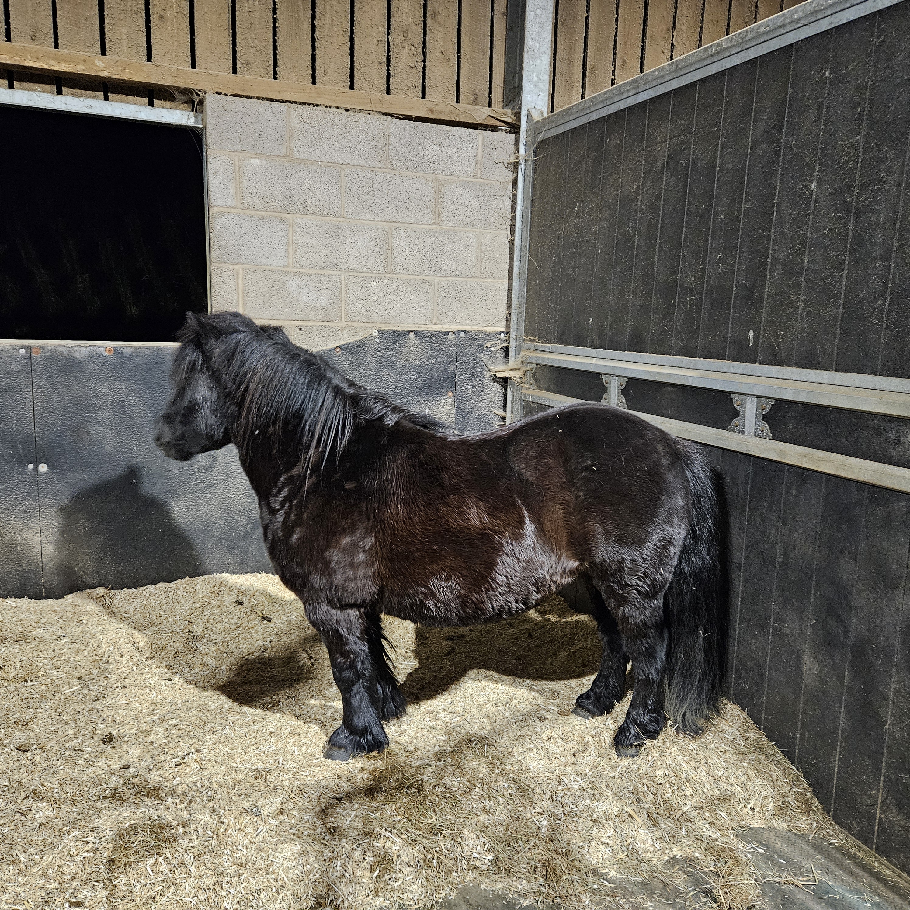 The Not-So-Secret Diary of Diva the Shetland Pony - Floof!