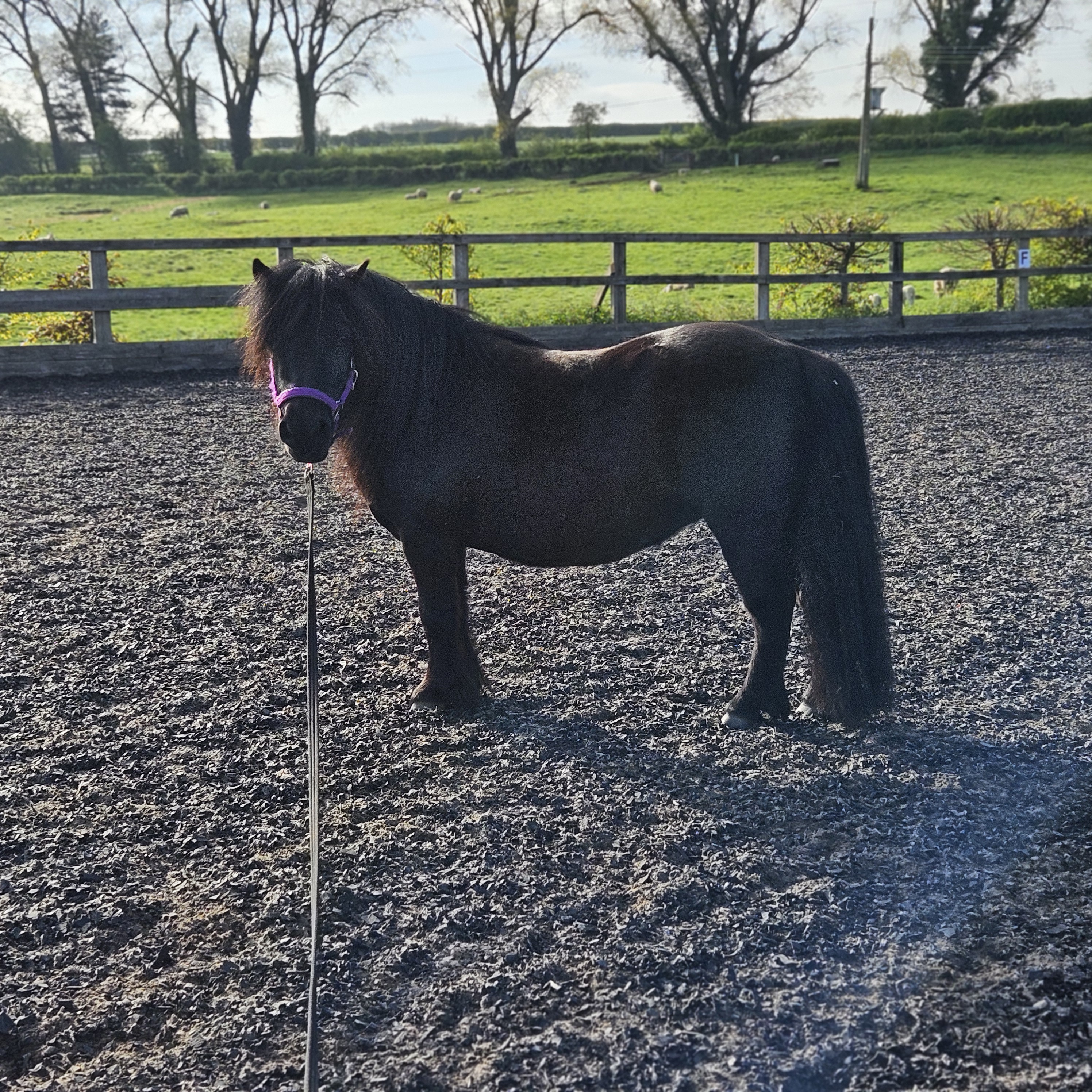 The Not-So-Secret Diary of Diva the Shetland Pony - This Time It’s Tricks! (part 1)